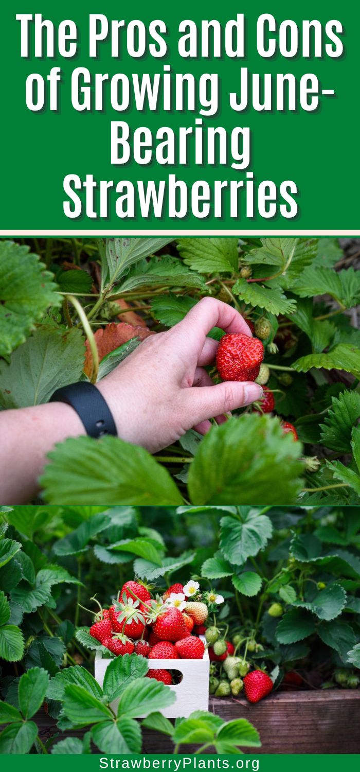 17 Pros and Cons of Growing JuneBearing Strawberries Strawberry Plants