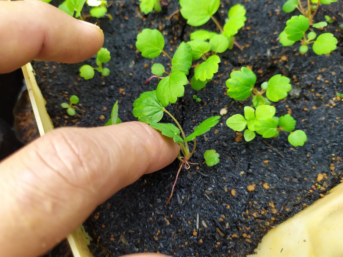 Hand touching  tiny strawberry seedling in a planter.