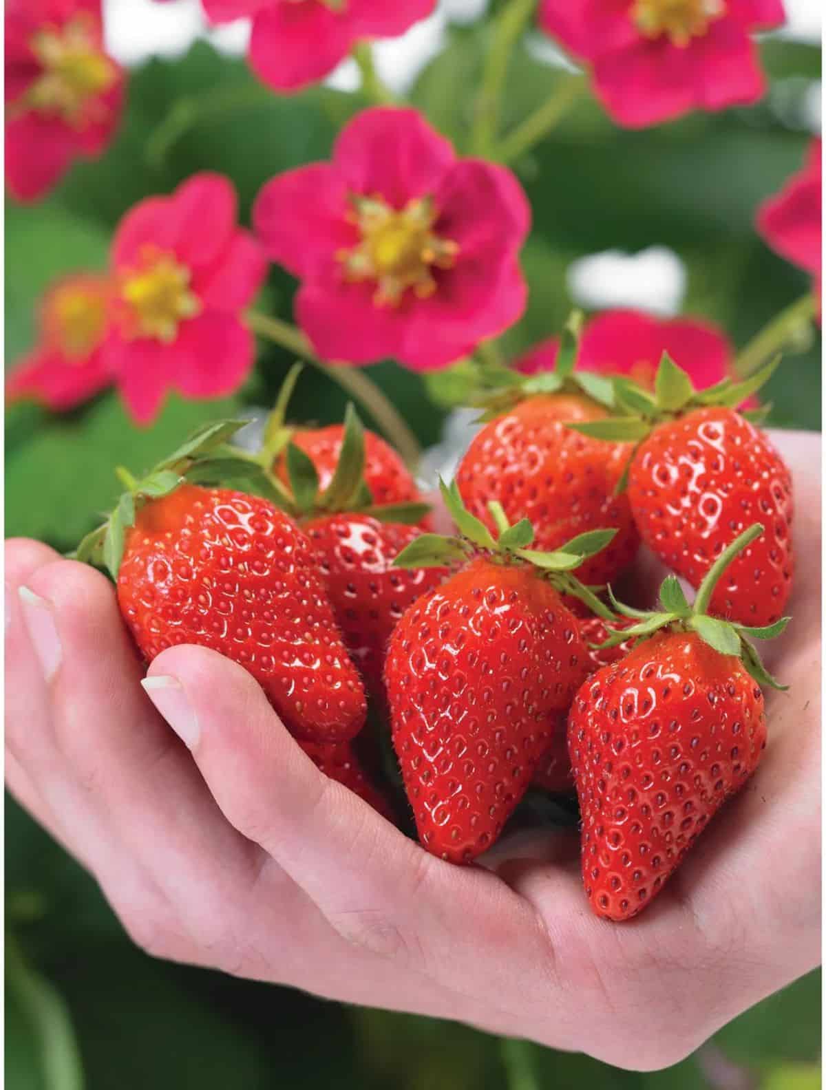 Hand full of fresh ripe toscana strawberries.