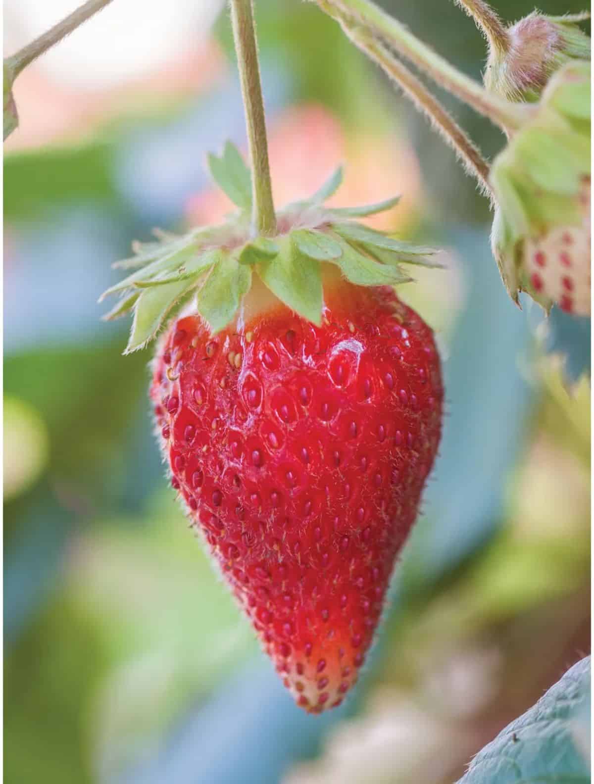 RIpe toscana strawberry fruit on a stem close-up.