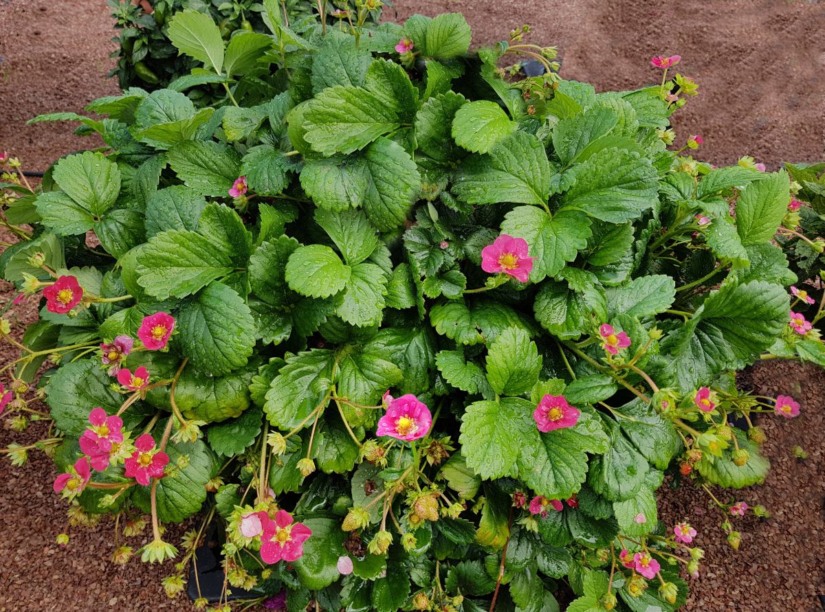 Pink flowering toscana strawberry plant goring in soil.