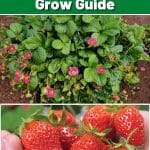 Toscana Strawberry Variety Info And Grow Guide pinterest image.