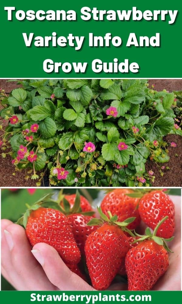 Toscana Strawberry Variety Info And Grow Guide Strawberry Plants