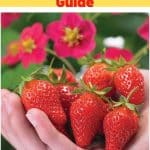 Toscana Strawberry Variety Info And Grow Guide pinterest image.