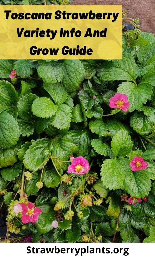 Toscana Strawberry Variety Info And Grow Guide Strawberry Plants
