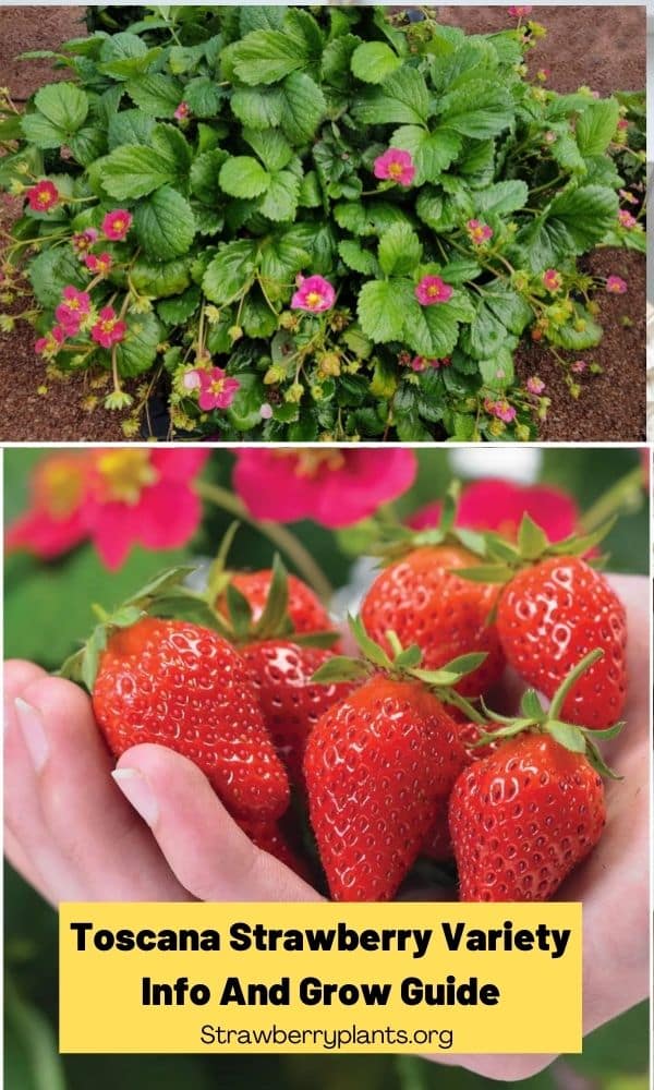 Toscana Strawberry Variety Info And Grow Guide Strawberry Plants