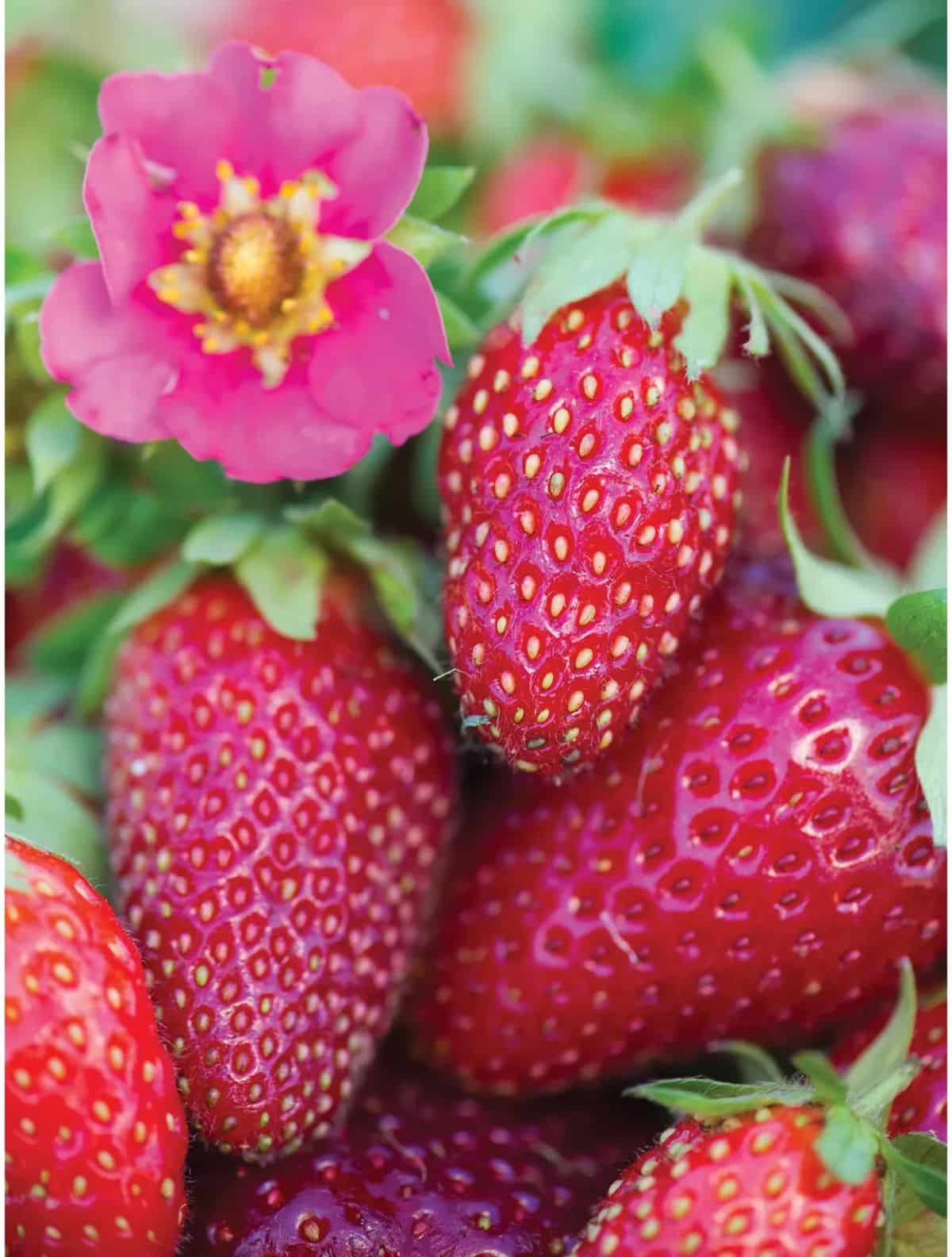 RIpe fruits of tristan strawberry variety close-up with a pink flower.