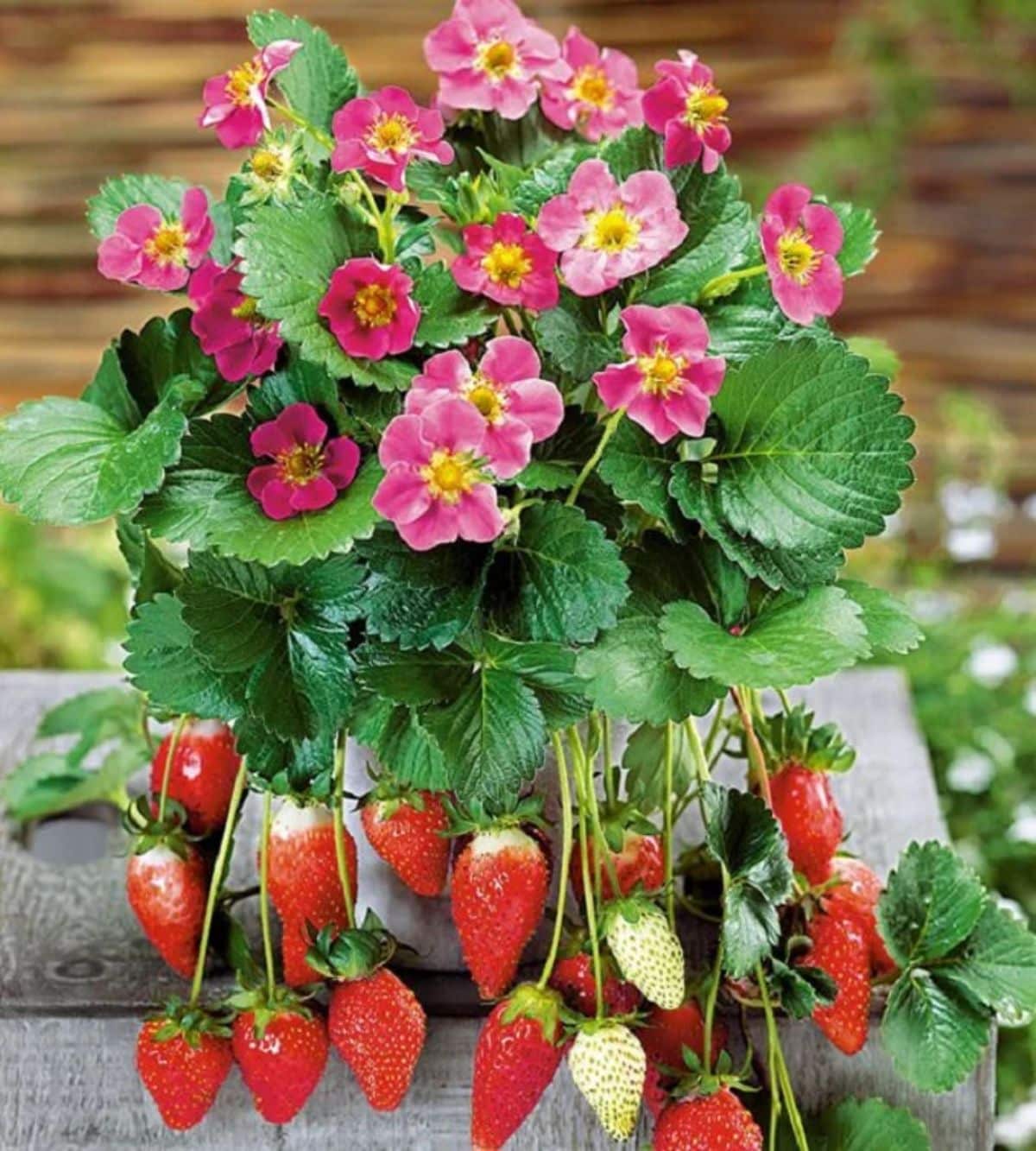 Tristan strawberry plant with pink flowers and ripe fruits  growing in a pot.