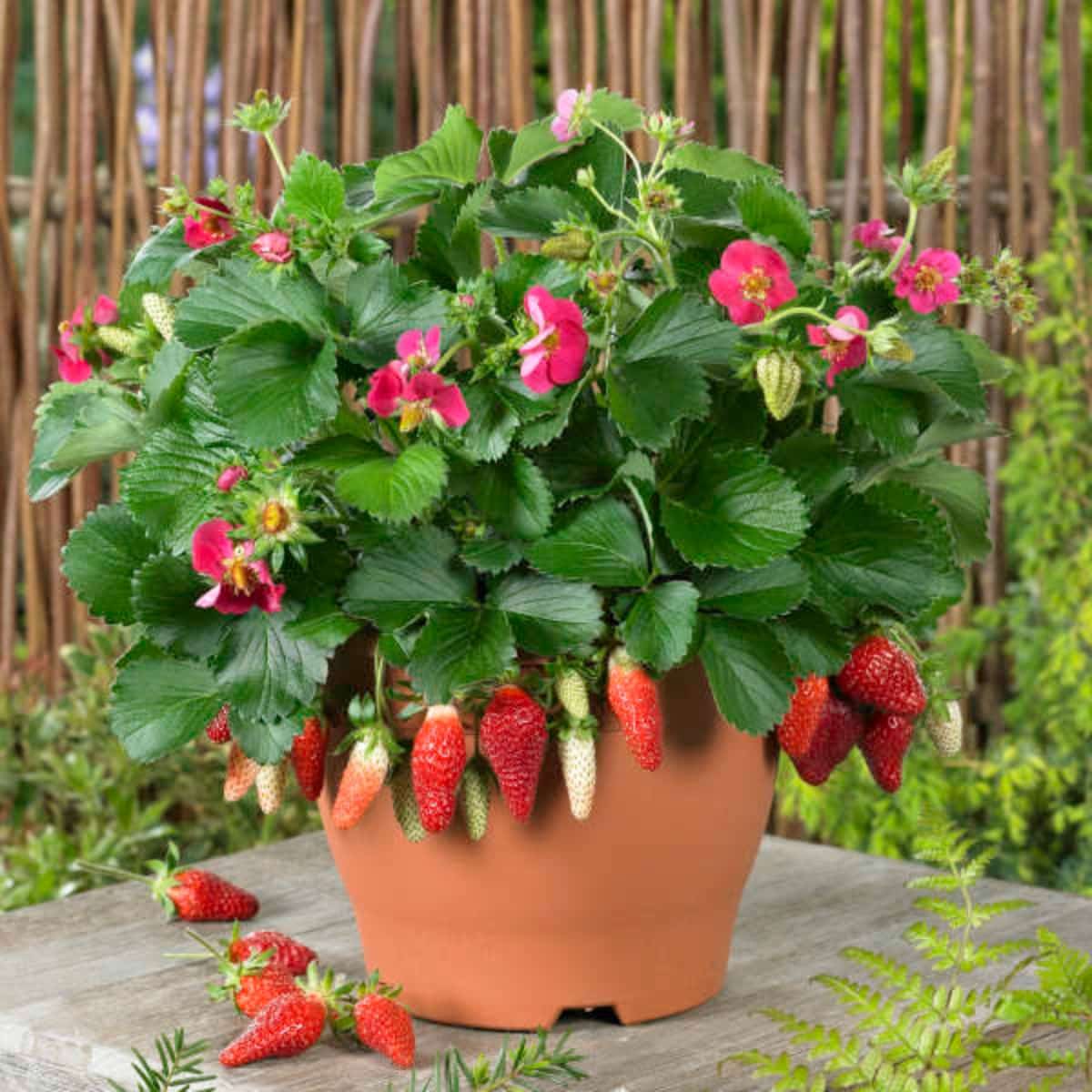 Tristan strawberry plant with ripe fruits growing in a pot.