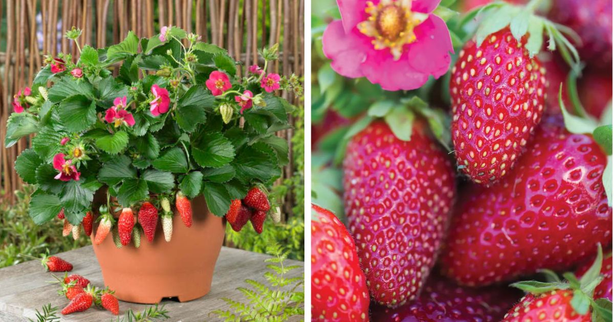 Tristan Strawberry Variety Info And Grow Guide – Strawberry Plants