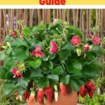 Tristan Strawberry Variety Info And Grow Guide pinterest image.