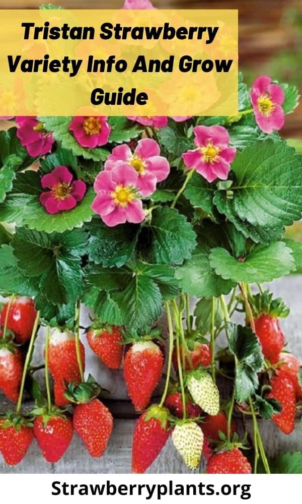 Tristan Strawberry Variety Info And Grow Guide – Strawberry Plants