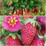 Tristan Strawberry Variety Info And Grow Guide pinterest image.