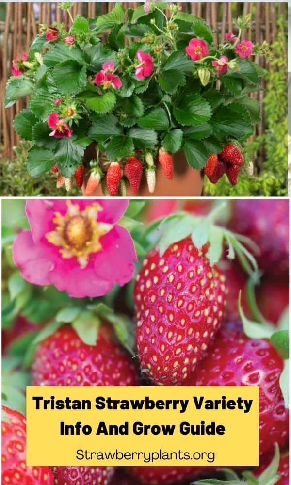 Tristan Strawberry Variety Info And Grow Guide – Strawberry Plants