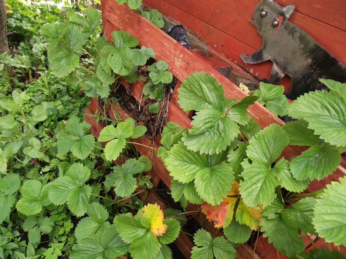 20 Weird But Genius Ways to Grow Strawberries – Strawberry Plants