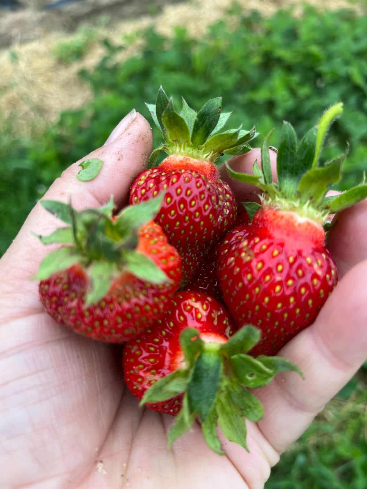 A gardener holds fresh picked strawberries in the hand