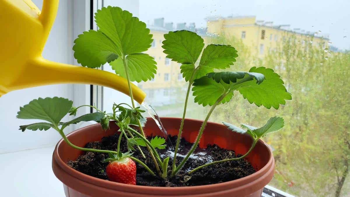 Day neutral strawberries indoors growing berries