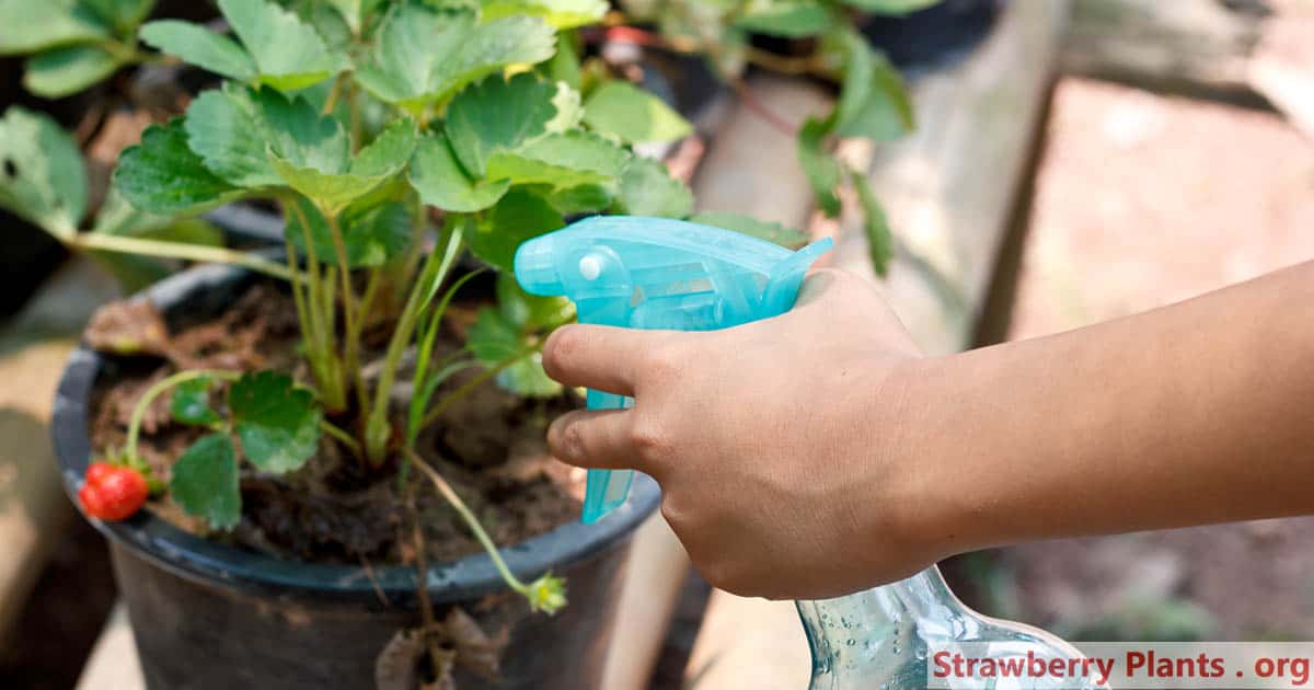 Watering strawberry plant in a pot