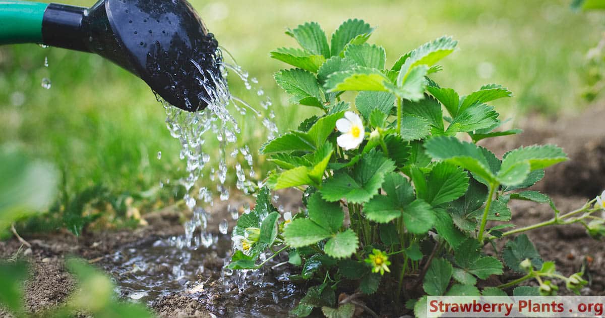 Watering strawberry plant