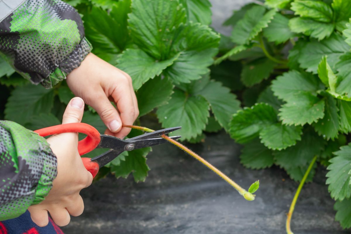 baby strawberry plants