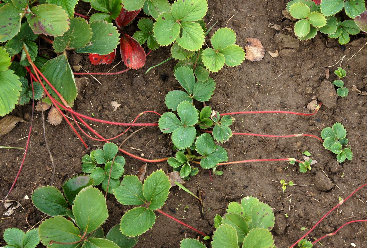Strawberry plants with small runners in soil