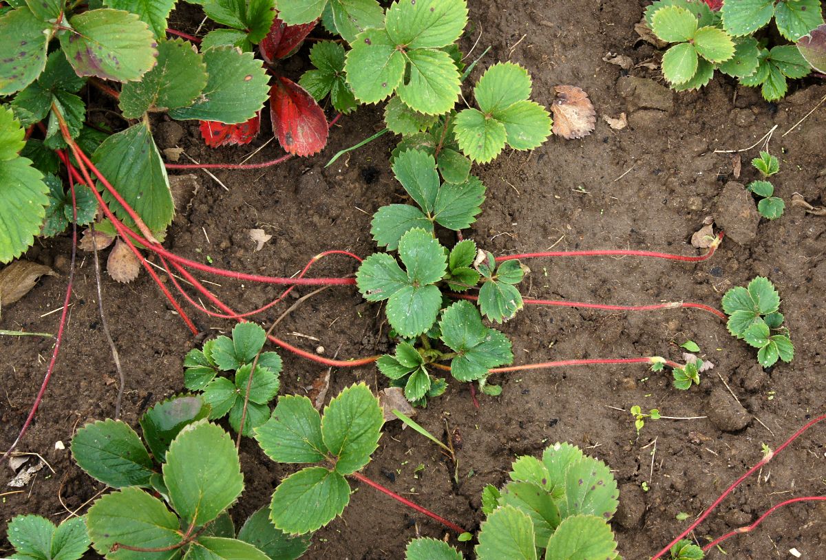 baby strawberry plants