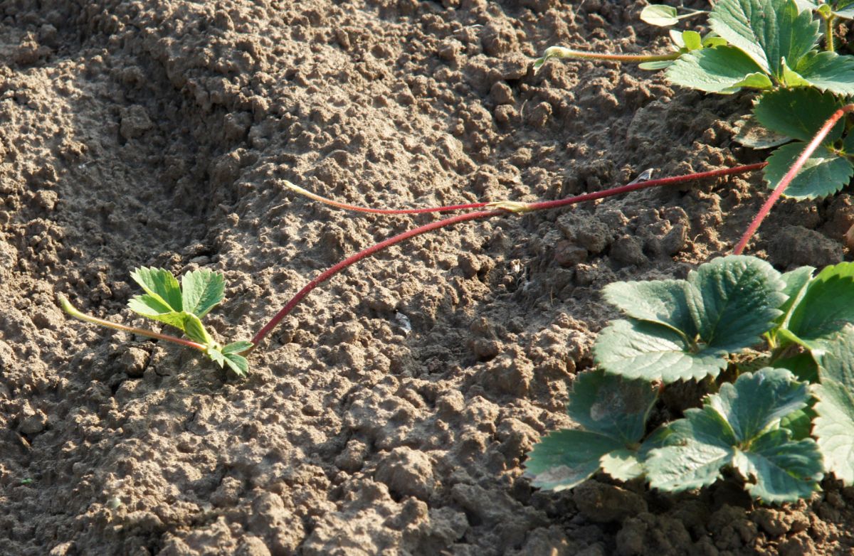 Tiny strawberry runner in soil