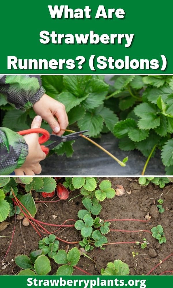 What Are Strawberry Runners? (Stolons) – Strawberry Plants