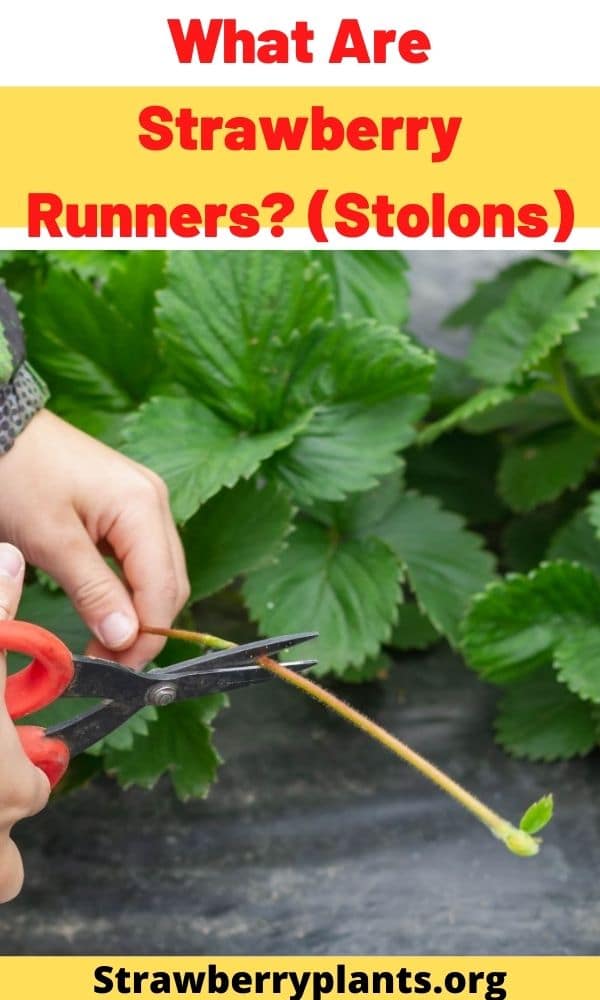 What Are Strawberry Runners? (Stolons) – Strawberry Plants