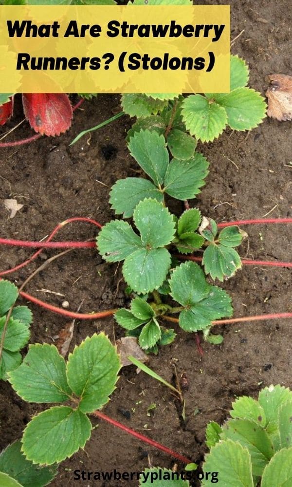 What Are Strawberry Runners? (Stolons) Strawberry Plants