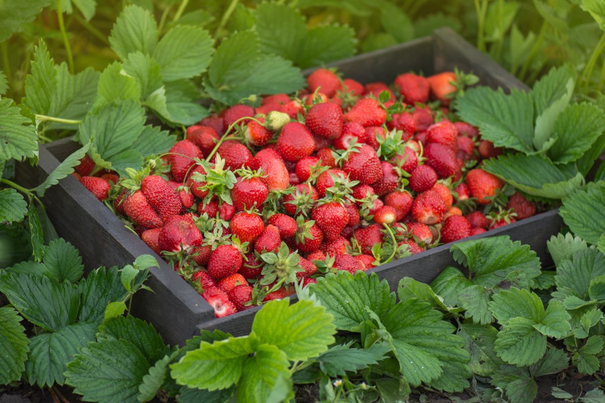 Black crate full of ripe fresh strawberries in strawberry plants