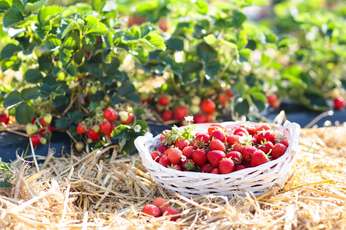 White basket full of fresh ripe strawberries on strawberry field