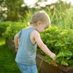 A child picks a fresh strawberry from a home strawberry bed.