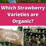 Which Strawberry Varieties are Organic? pinterest image.