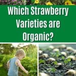 Which Strawberry Varieties are Organic? pinterest image.