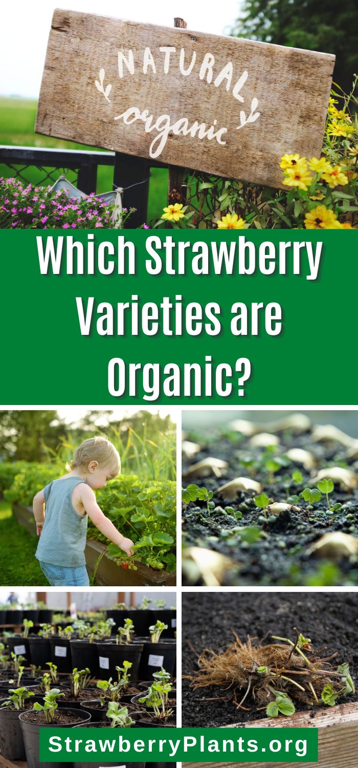 Which Strawberry Varieties are Organic? Strawberry Plants