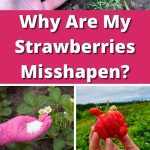 Why Are My Strawberries Misshapen? pinterest image.