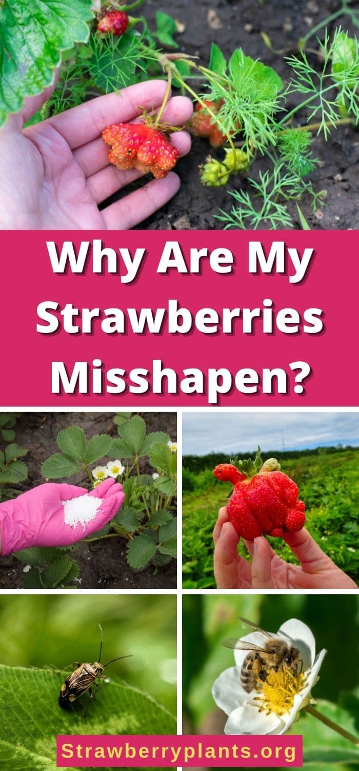 Why Are My Strawberries Misshapen? Strawberry Plants