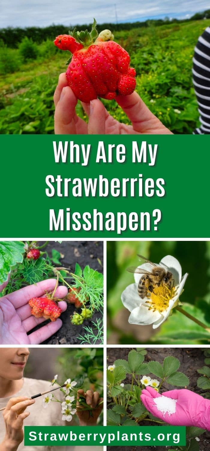 Why Are My Strawberries Misshapen? Strawberry Plants