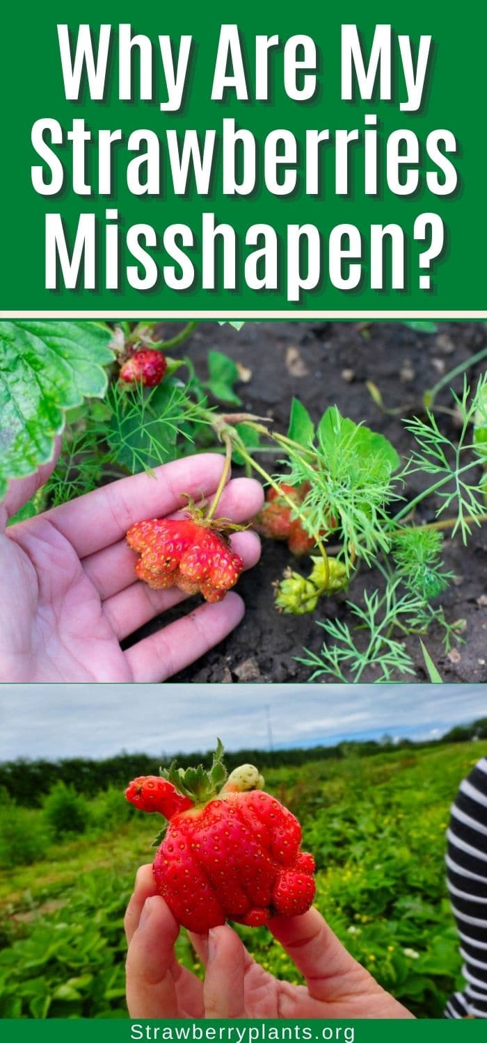 Why Are My Strawberries Misshapen? Strawberry Plants