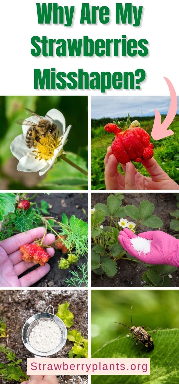 Why Are My Strawberries Misshapen? Strawberry Plants