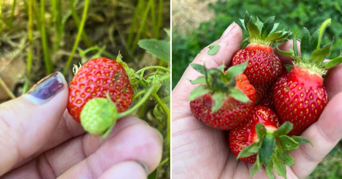 Why You Should NOT Fertilize Strawberries In Spring Strawberry Plants