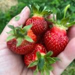 A hand full of ripe strawberries.