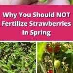 Why You Should NOT Fertilize Strawberries In Spring pinterest image.