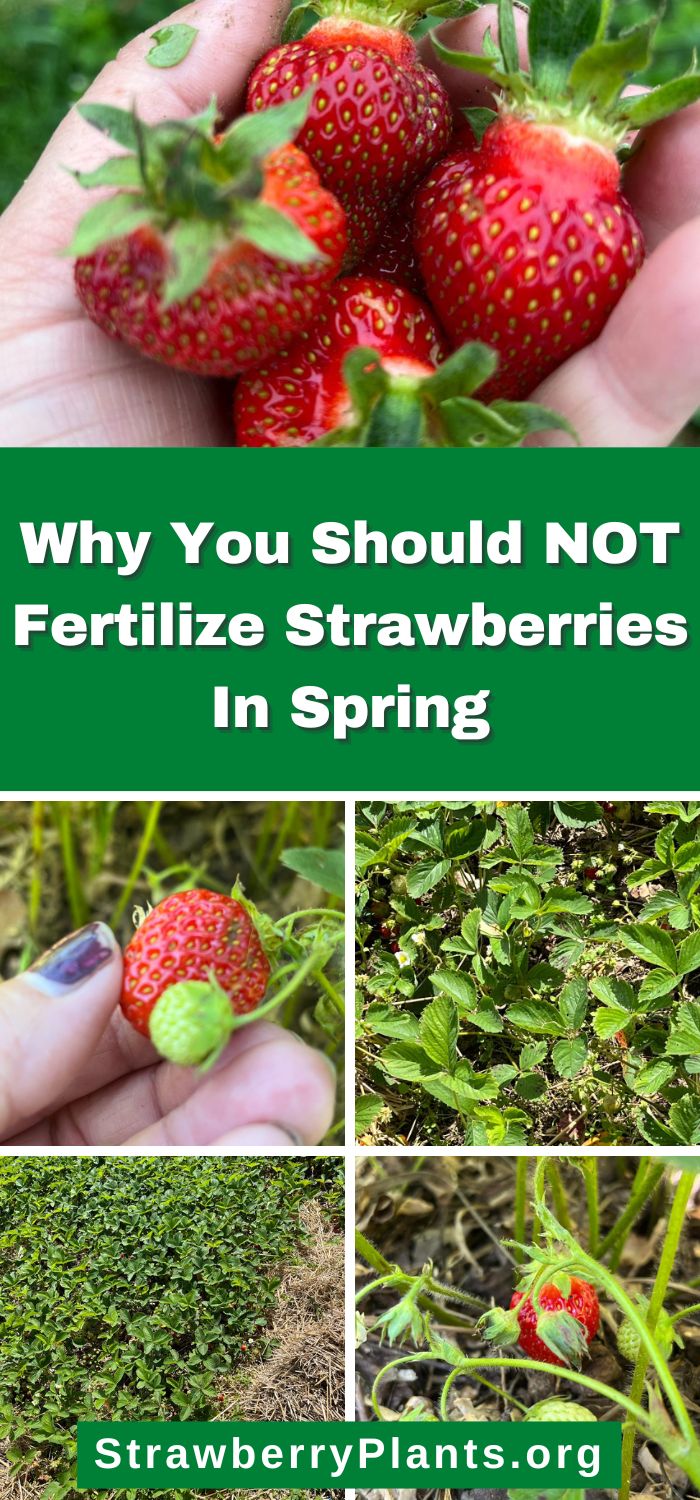 Why You Should NOT Fertilize Strawberries In Spring Strawberry Plants