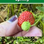 Why You Should NOT Fertilize Strawberries In Spring pinterest image.