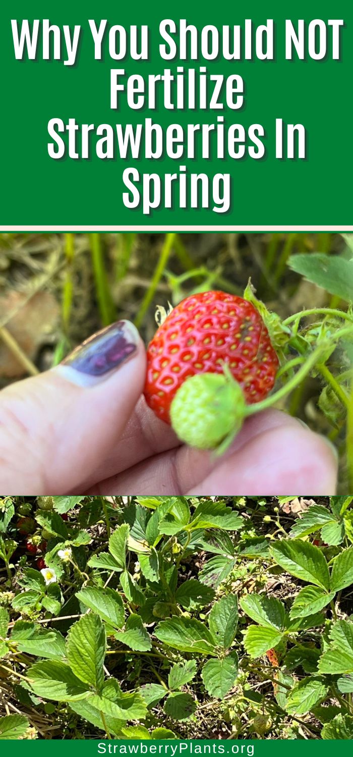 Why You Should NOT Fertilize Strawberries In Spring Strawberry Plants