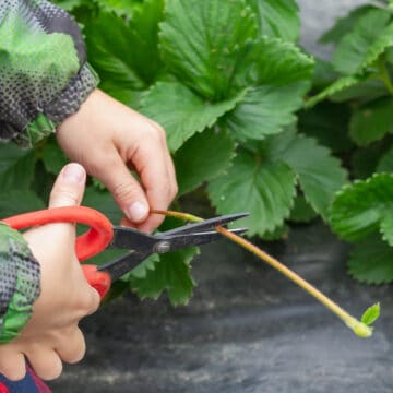 Removing strawberry runners with a scissor.