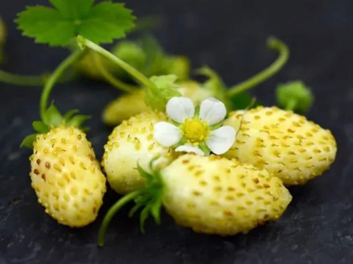 Alpine Yellow Wonder freshly harvested.