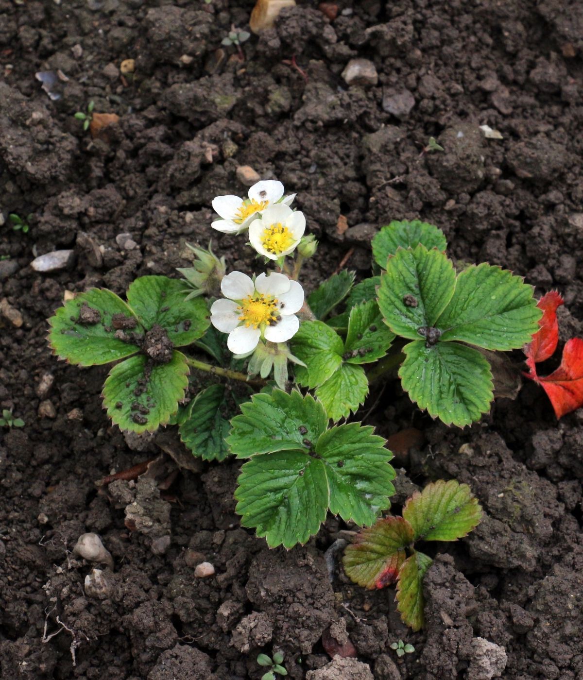 Young strawberry plant flowering.